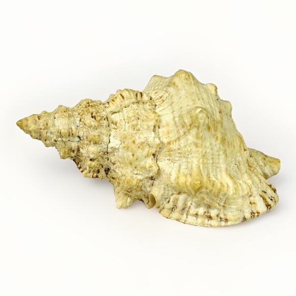 Conch Sea Shell 8” Natural Vintage Ocean Beach Decor - Picture 1 of 7
